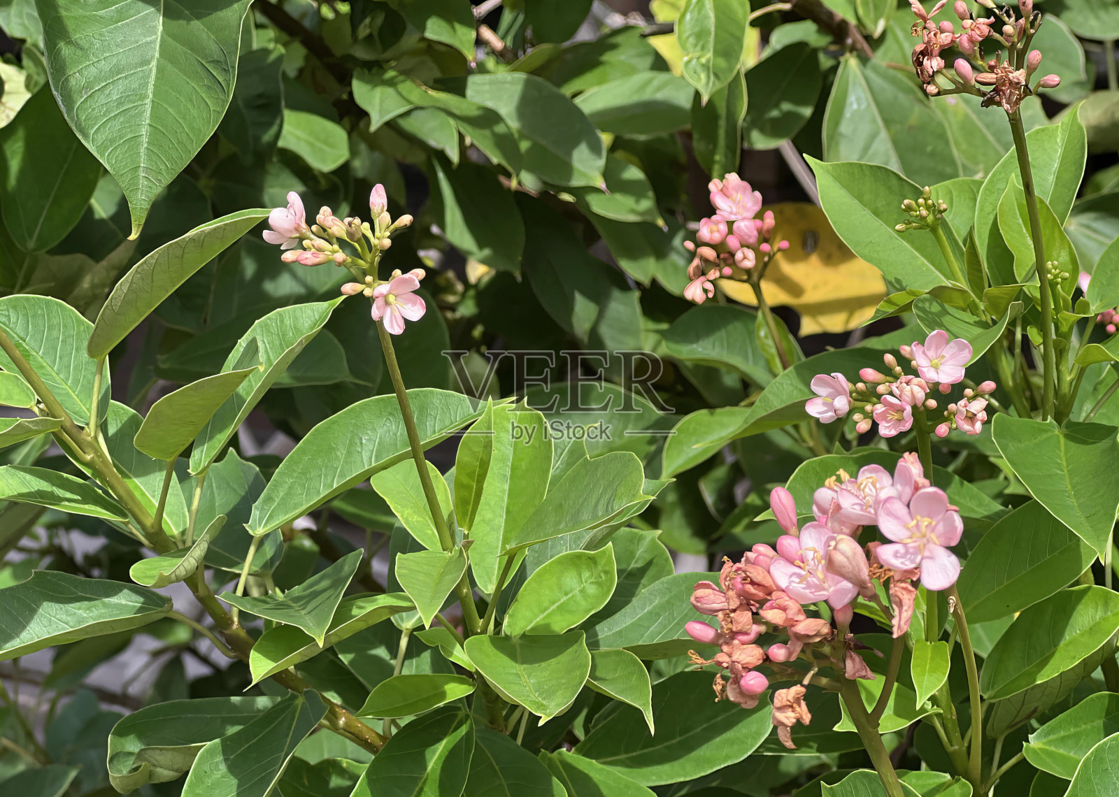 花的特写。照片摄影图片
