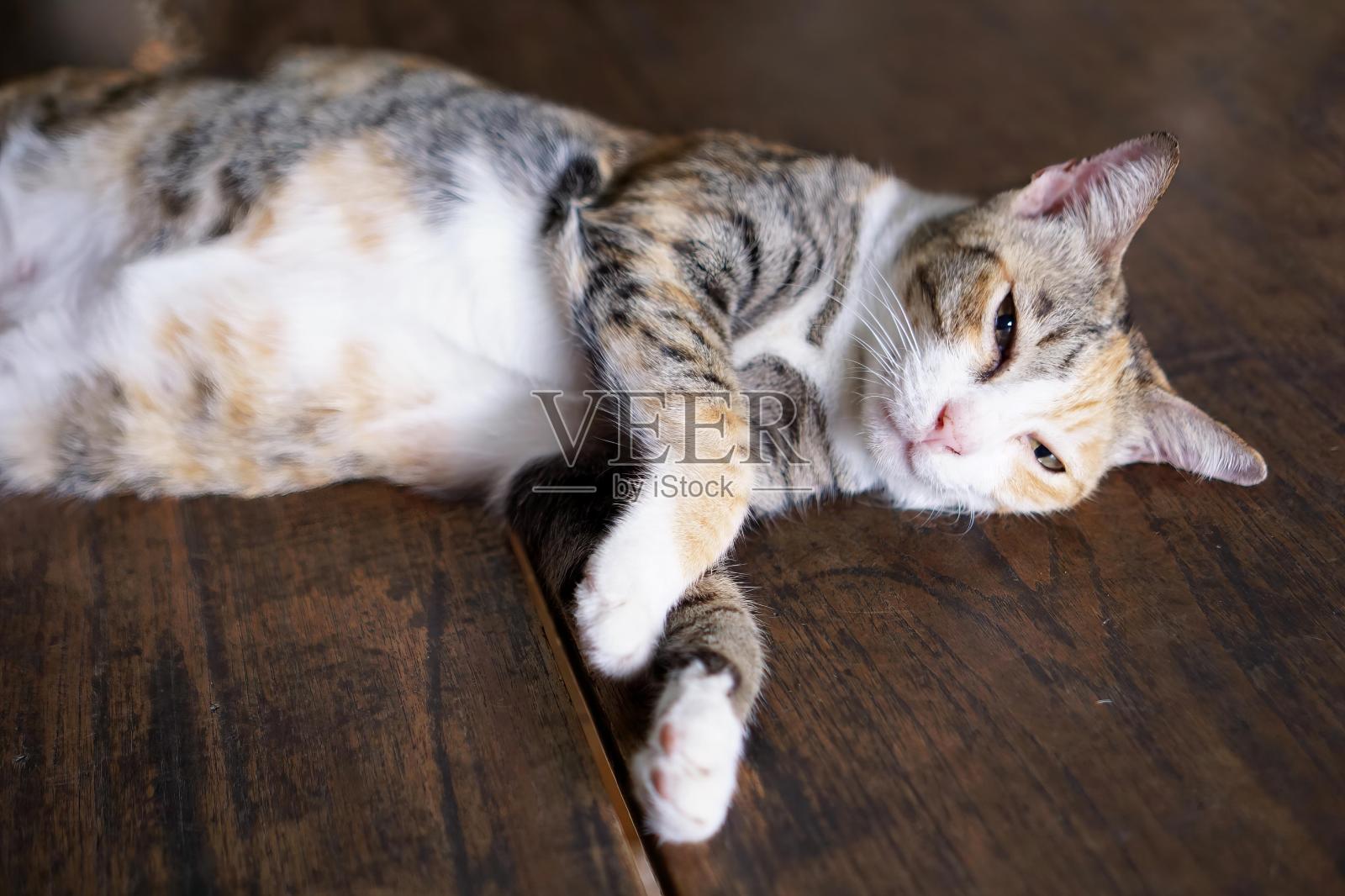 一只躺在木地板上的猫……照片摄影图片