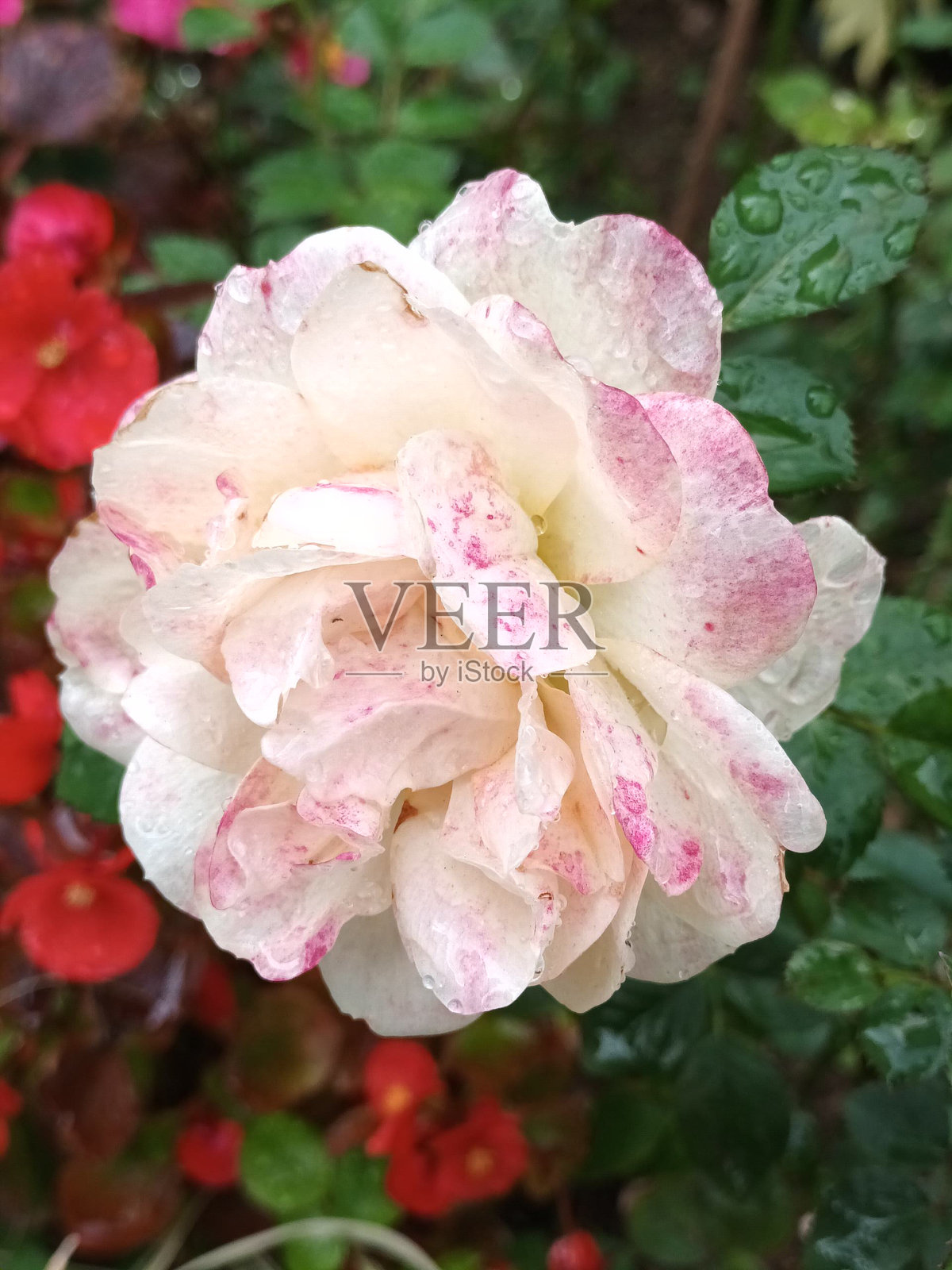 独特的白色和小红点的茶花照片摄影图片