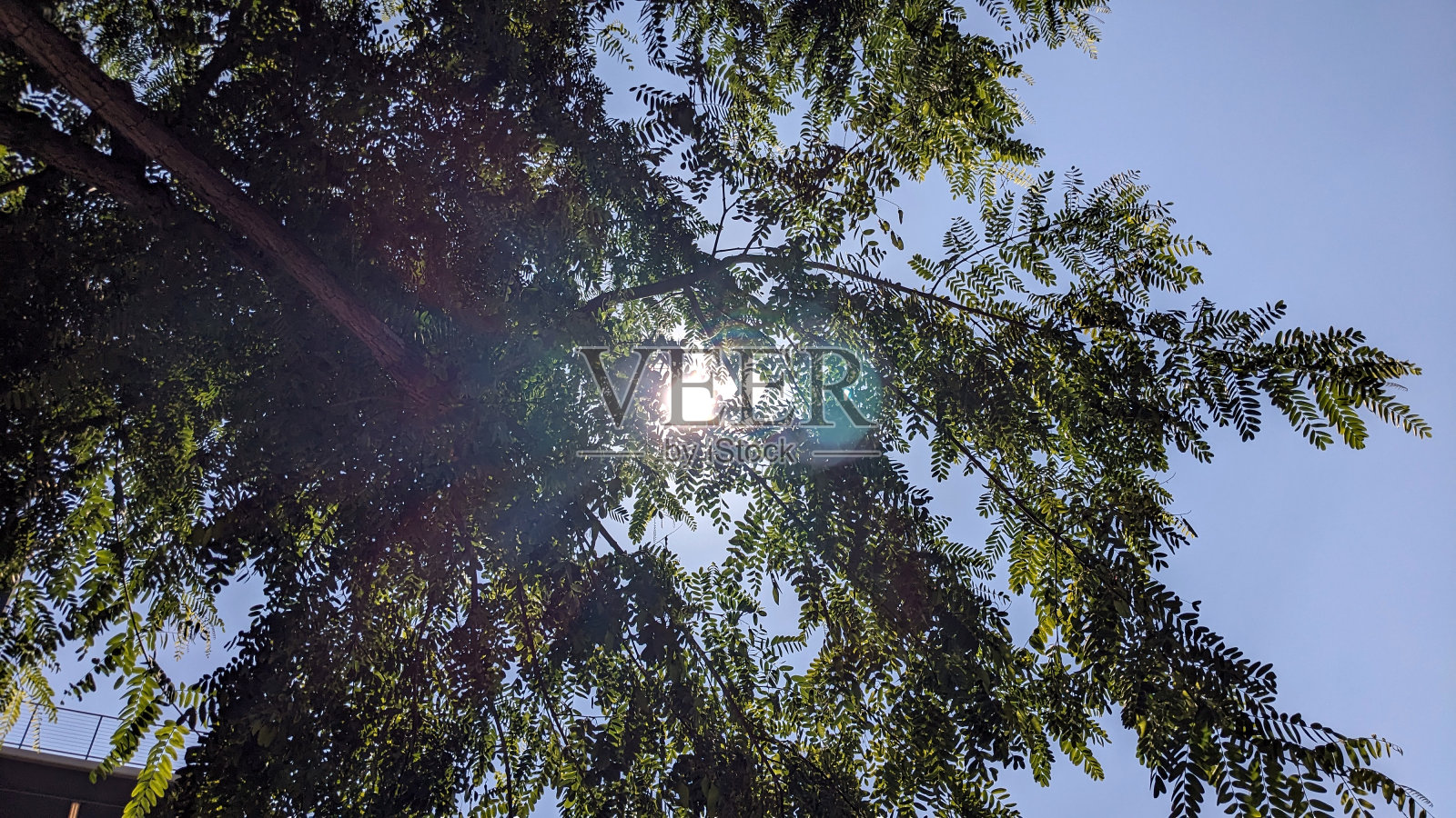 树叶间的阳光照片摄影图片