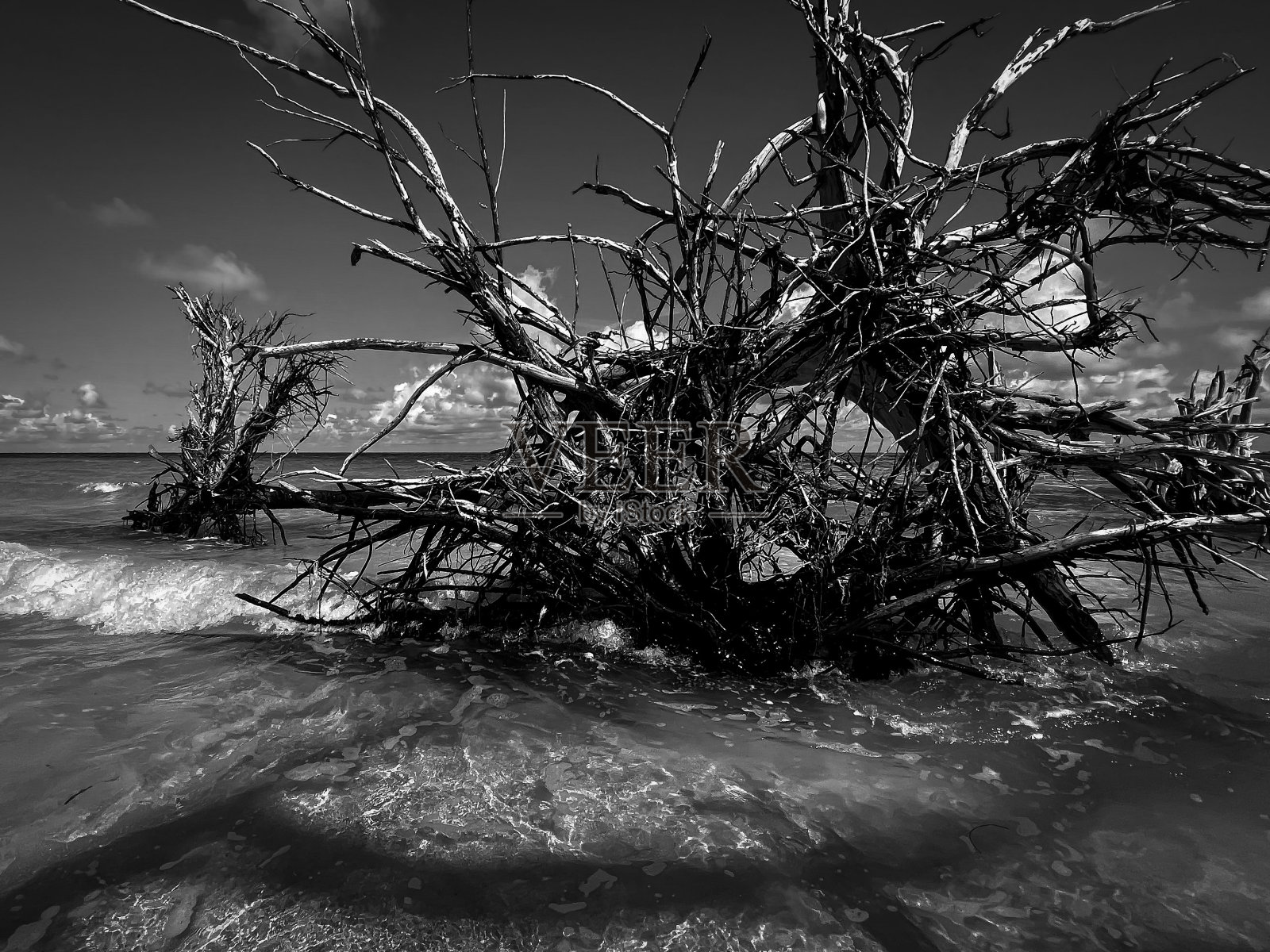 安娜玛丽亚岛上的浮木照片摄影图片