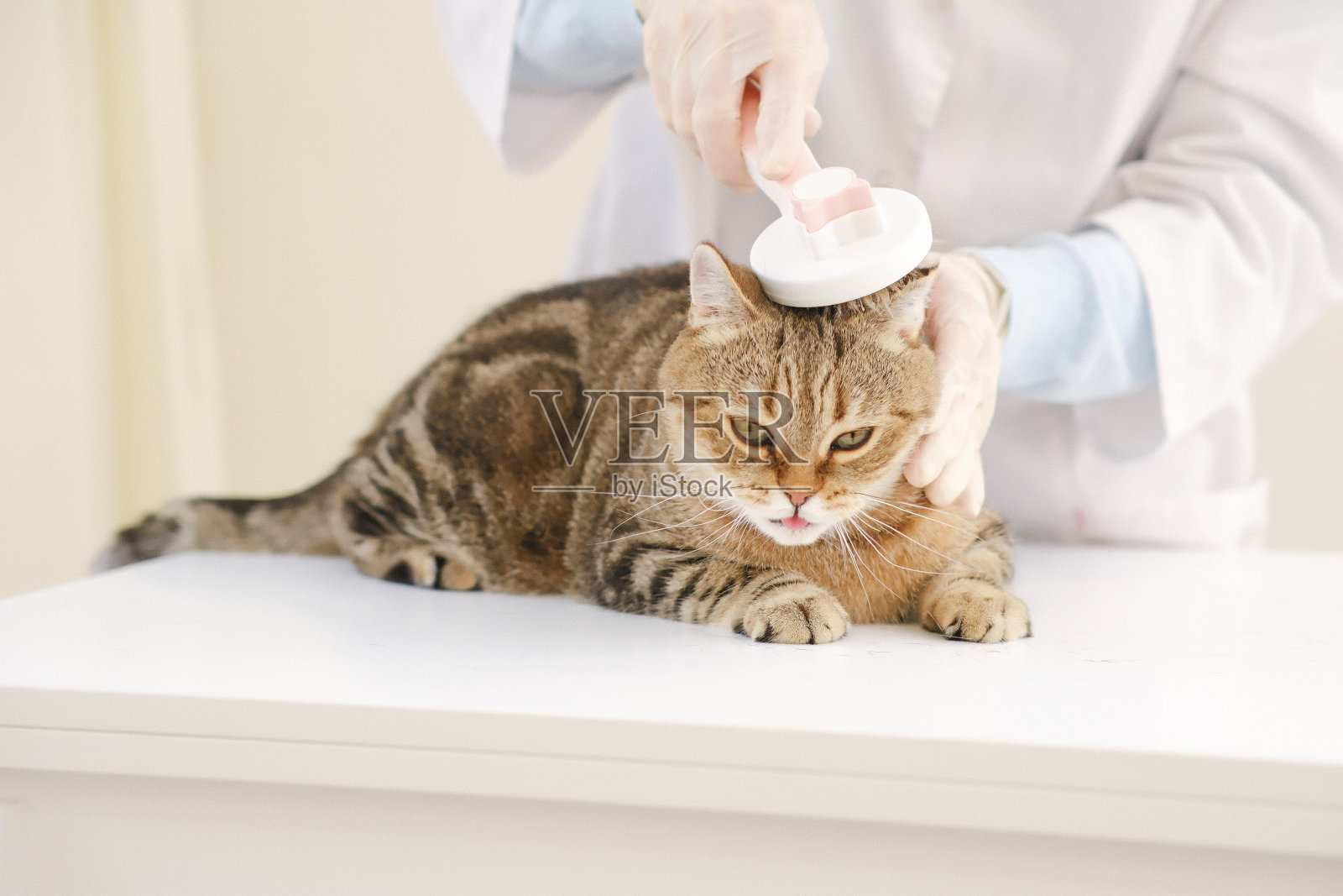 兽医在兽医诊所用抓挠器给猫刷毛。照片摄影图片