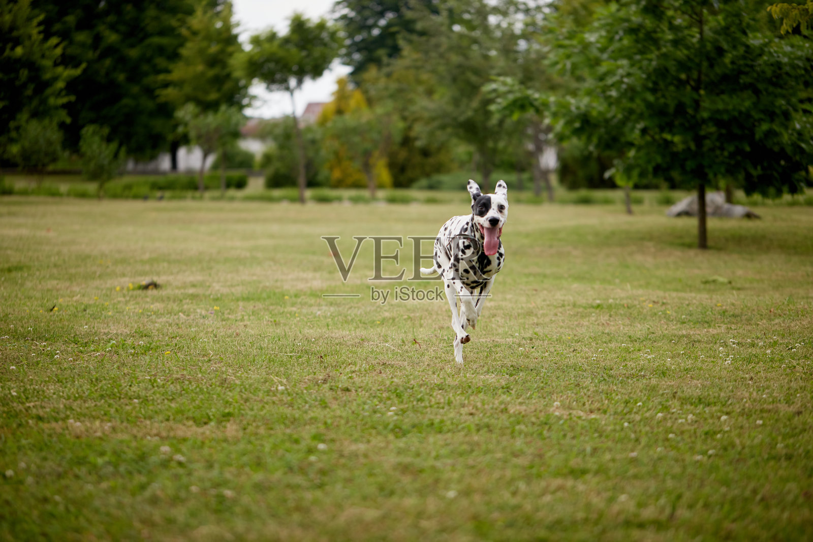 一只达尔马提亚狗在公园的绿草地上奔跑，奔跑的狗照片摄影图片