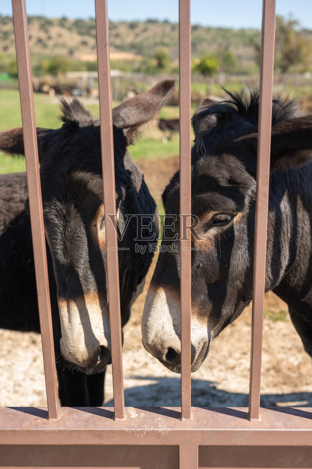 两只驴并排站在一起，提醒人们大自然的美丽照片摄影图片