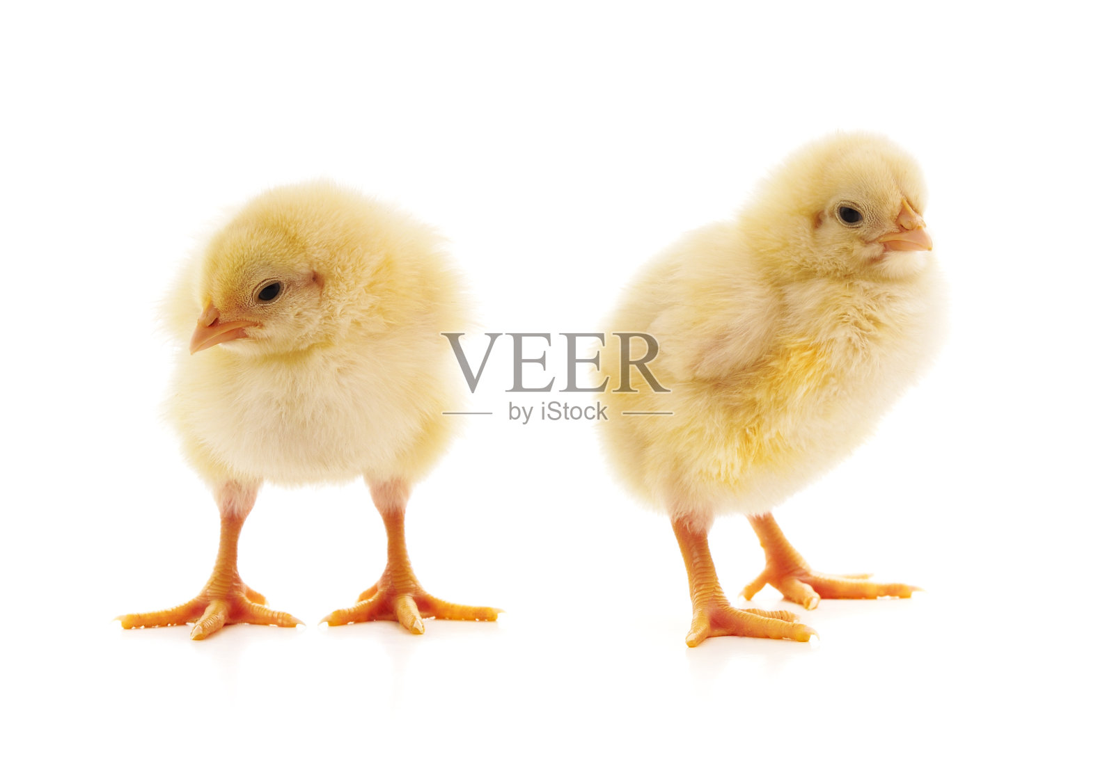 两只黄色的小鸡。照片摄影图片