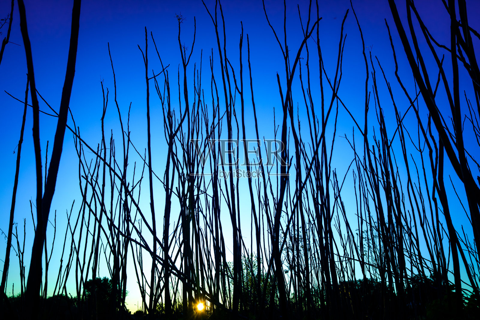 夕阳下，蓝天映衬下的狭窄树干剪影。照片摄影图片