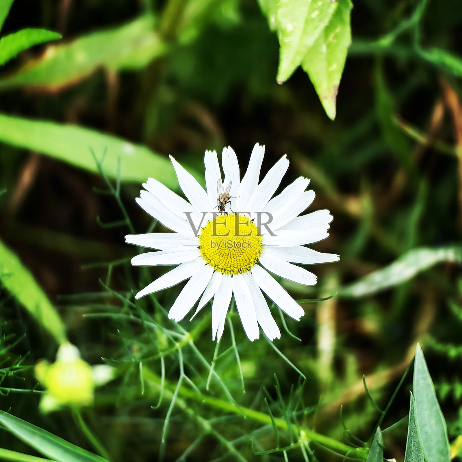 十月漫步在德国北部照片摄影图片