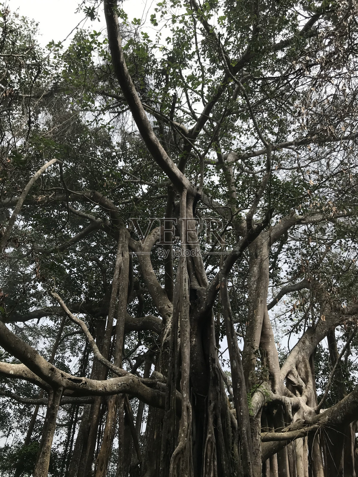 100岁以上的榕树照片摄影图片