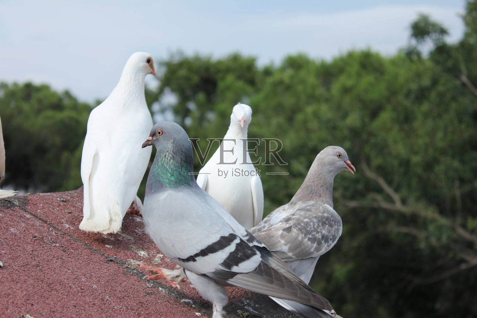 屋顶上的鸽子照片摄影图片