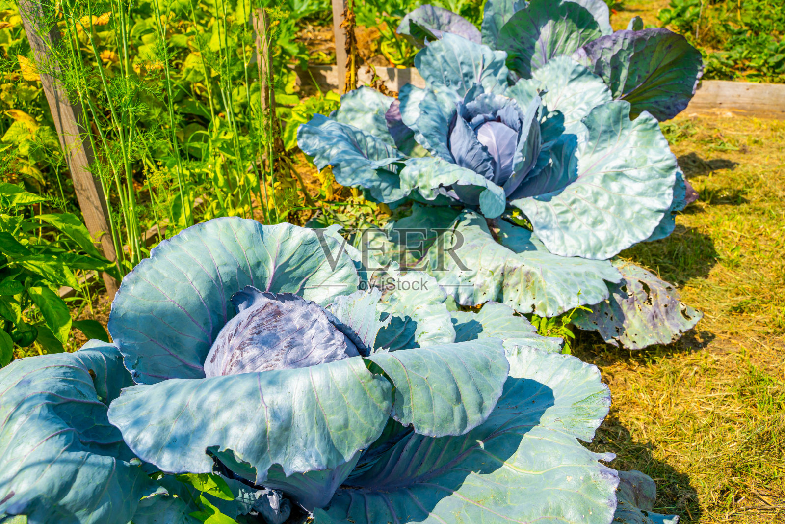 一个正在生长的大红卷心菜的大头，特写。阳光明媚的夏日，花园里成熟的蔬菜。种植园丰收照片摄影图片