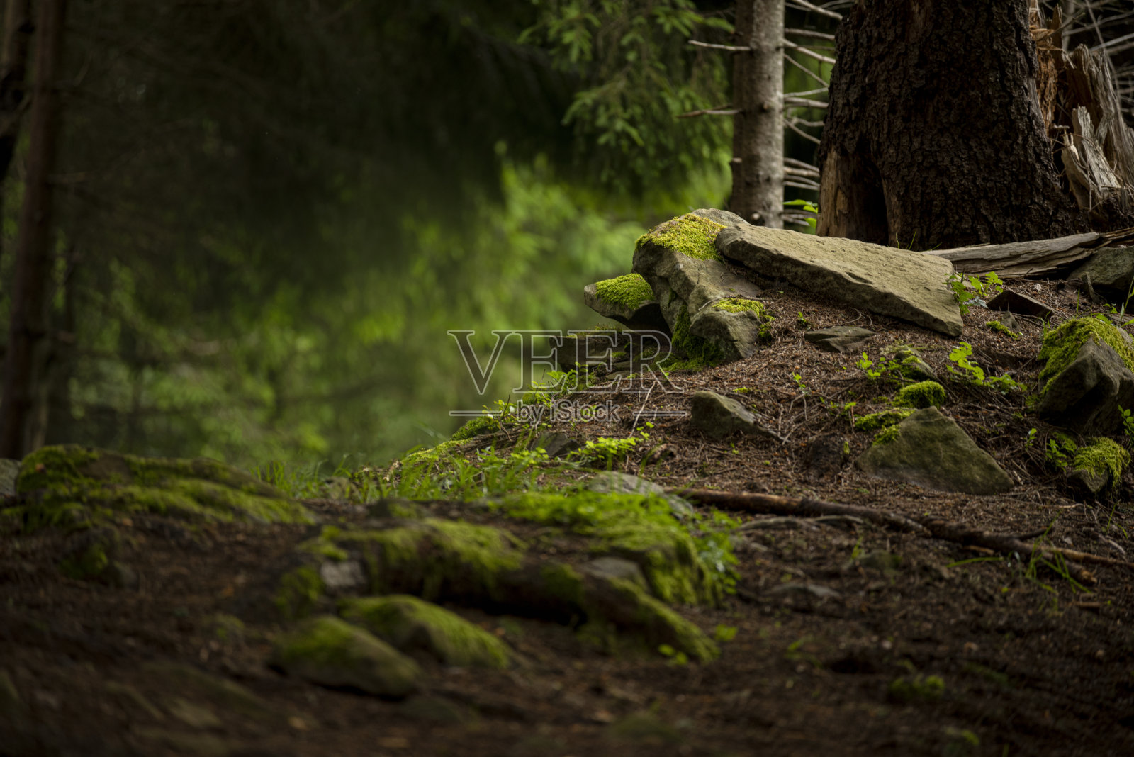 有石头和浮木的深色针叶林。一种自然又带点神秘的气氛。黑暗的自然主义照片摄影图片