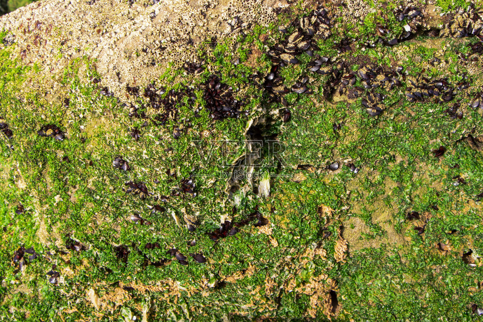 摩洛哥大西洋海岸的混凝土岩石。照片摄影图片