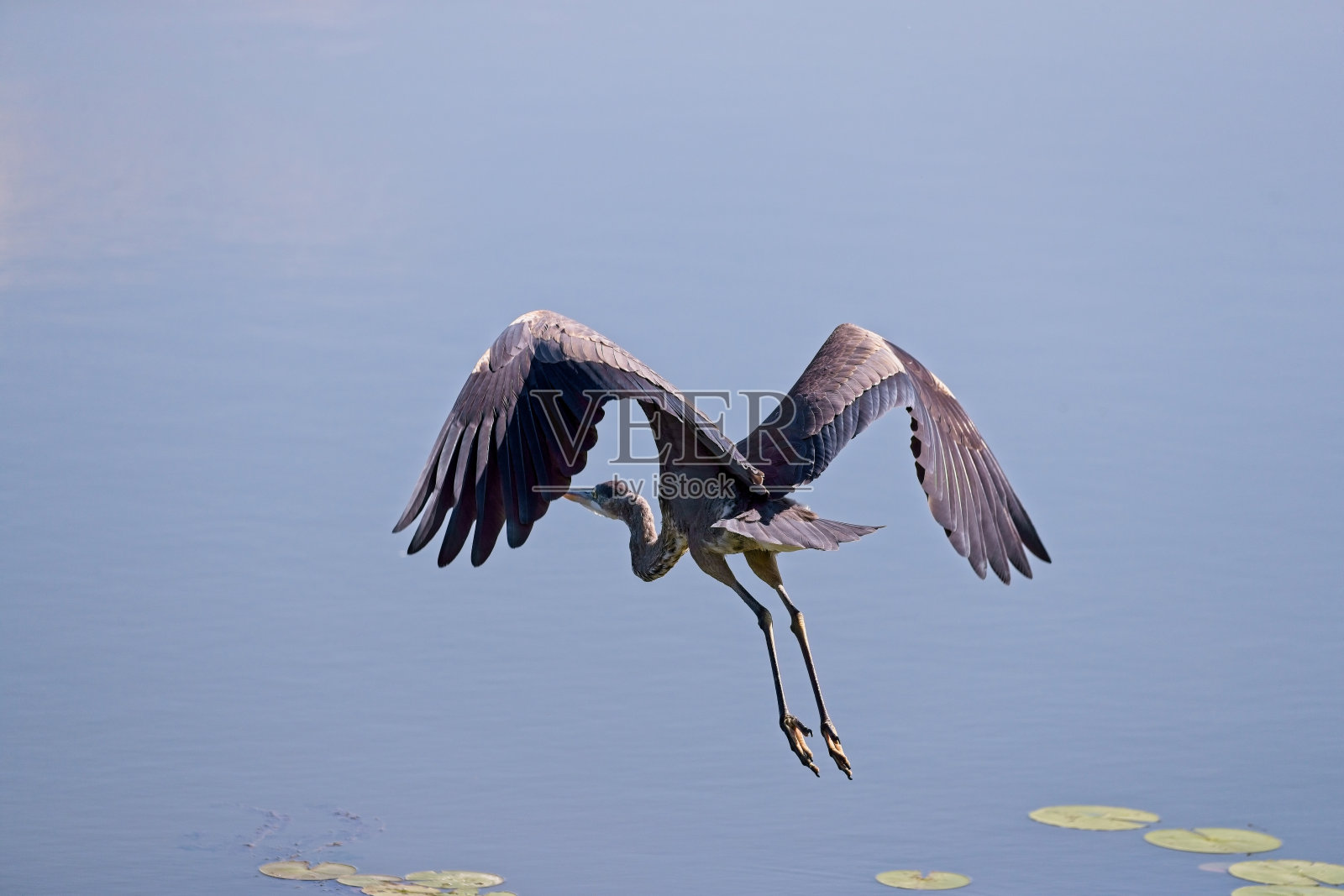 大蓝鹭20230909_ALX_7136照片摄影图片