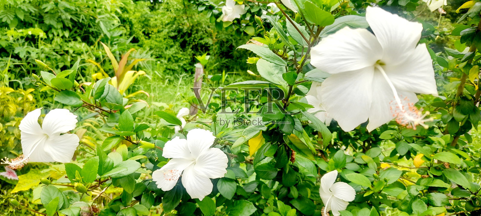 flower2照片摄影图片