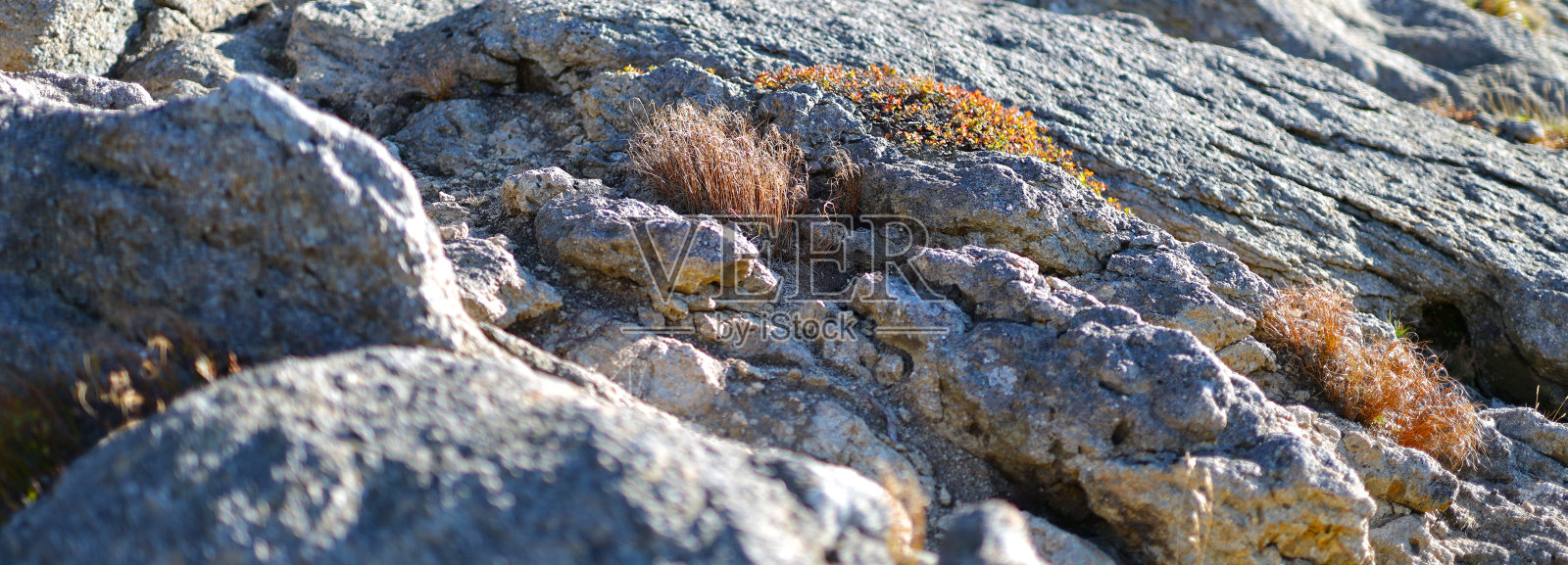 沿海岩石上充满活力的绿色地衣和苔藓的特写，为海滨景观增添了美丽。照片摄影图片