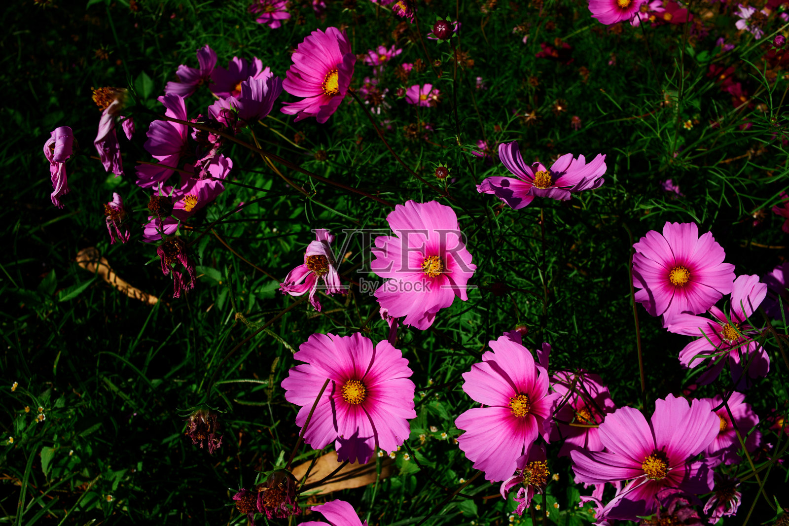 田野上粉红色的宇宙花照片摄影图片