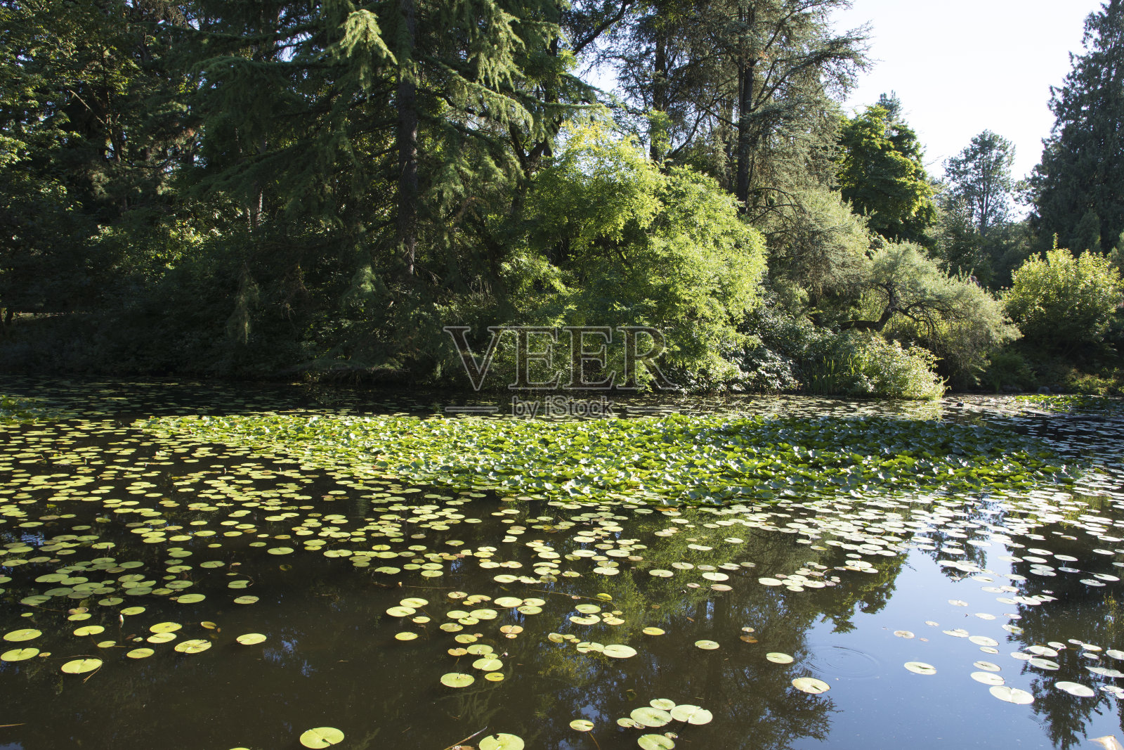 温哥华VanDusen植物园的美丽景色照片摄影图片