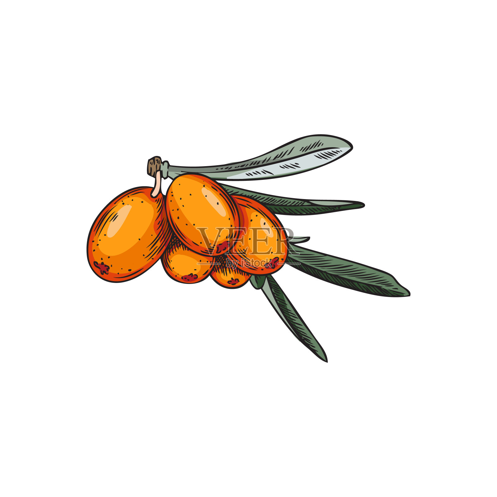 沙棘，颜色矢量素描风格插图孤立的白色。插画图片素材