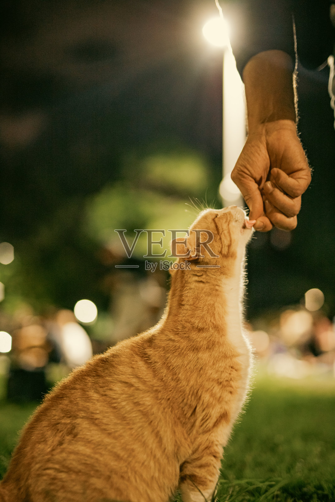 可爱的猫照片摄影图片