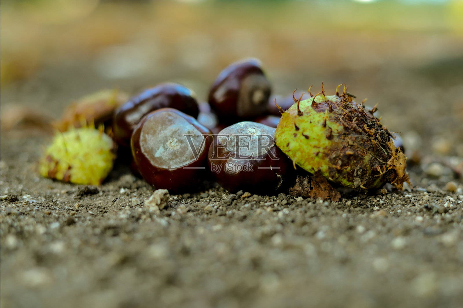 松鼠在它们的自然栖息地，一只猫试图追捕它们照片摄影图片