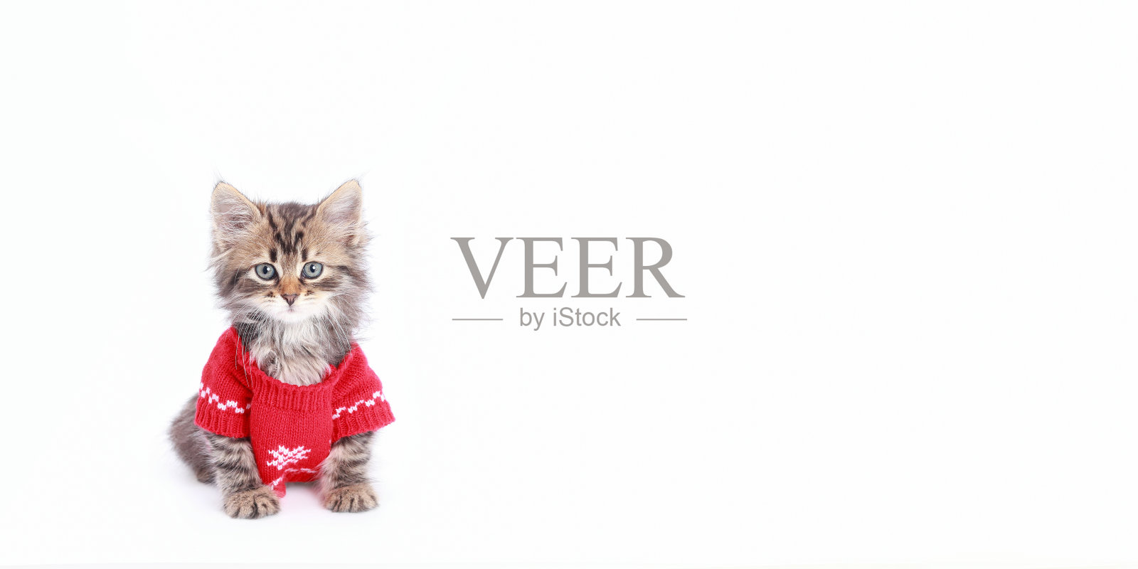 可爱的小猫穿着圣诞毛衣。照片摄影图片