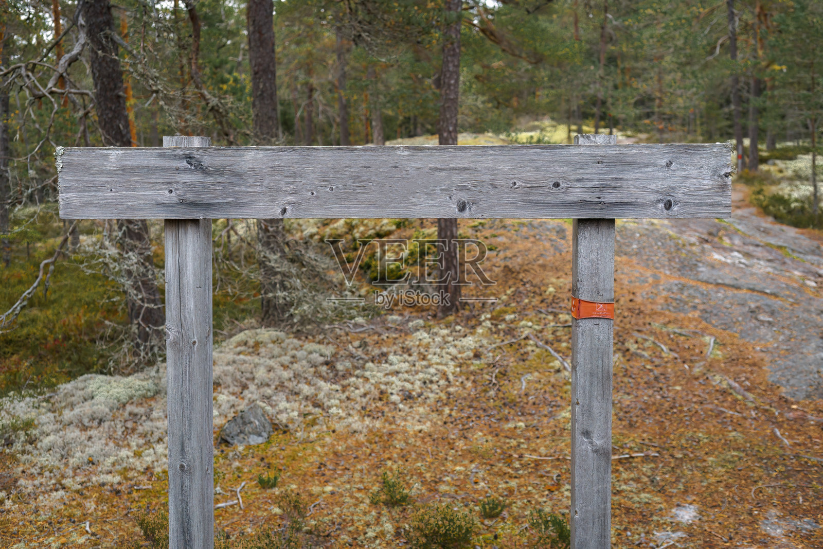 秋天，树林里空荡荡的破旧木牌照片摄影图片