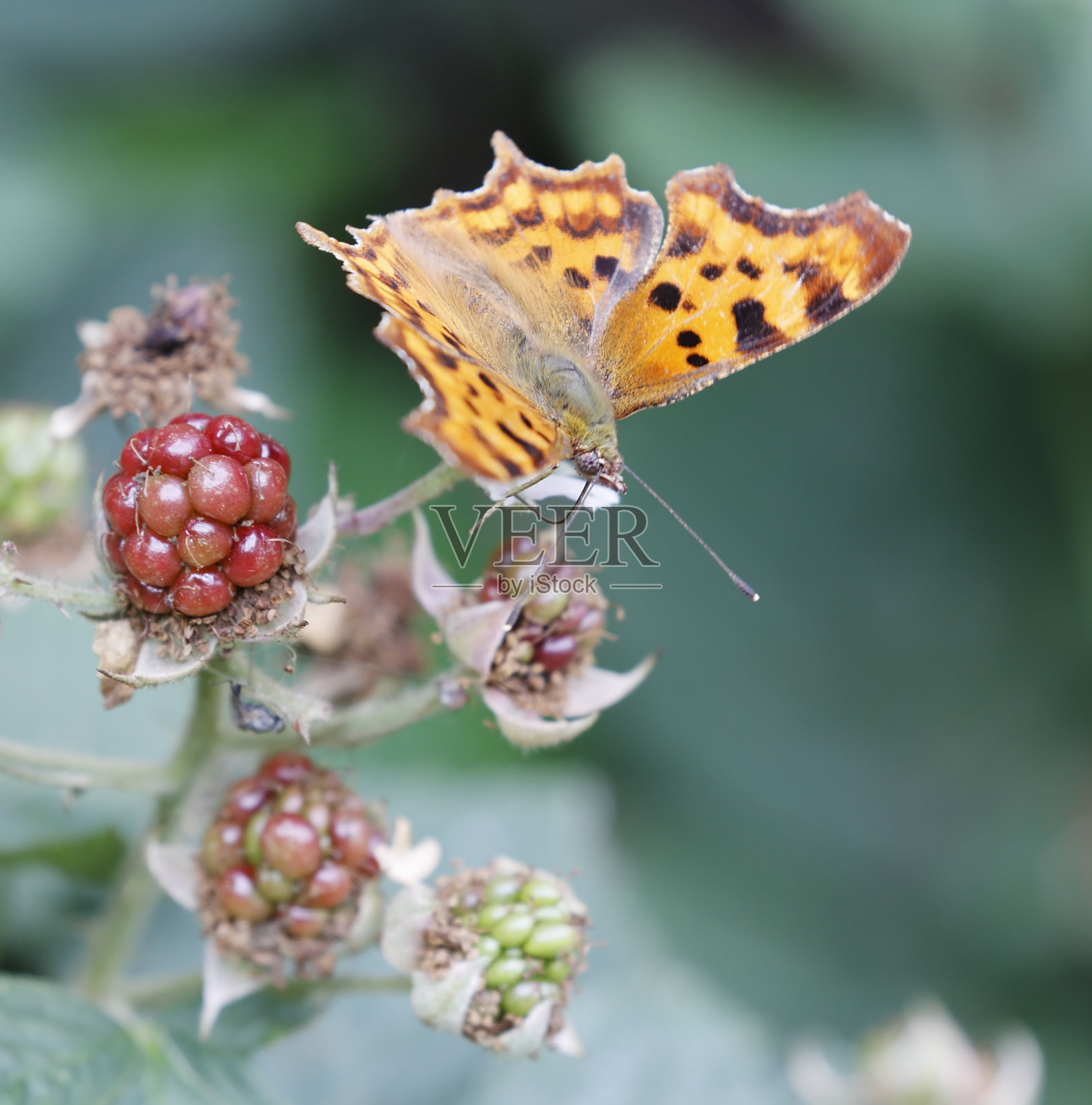 c-白专辑蛱蝶照片摄影图片
