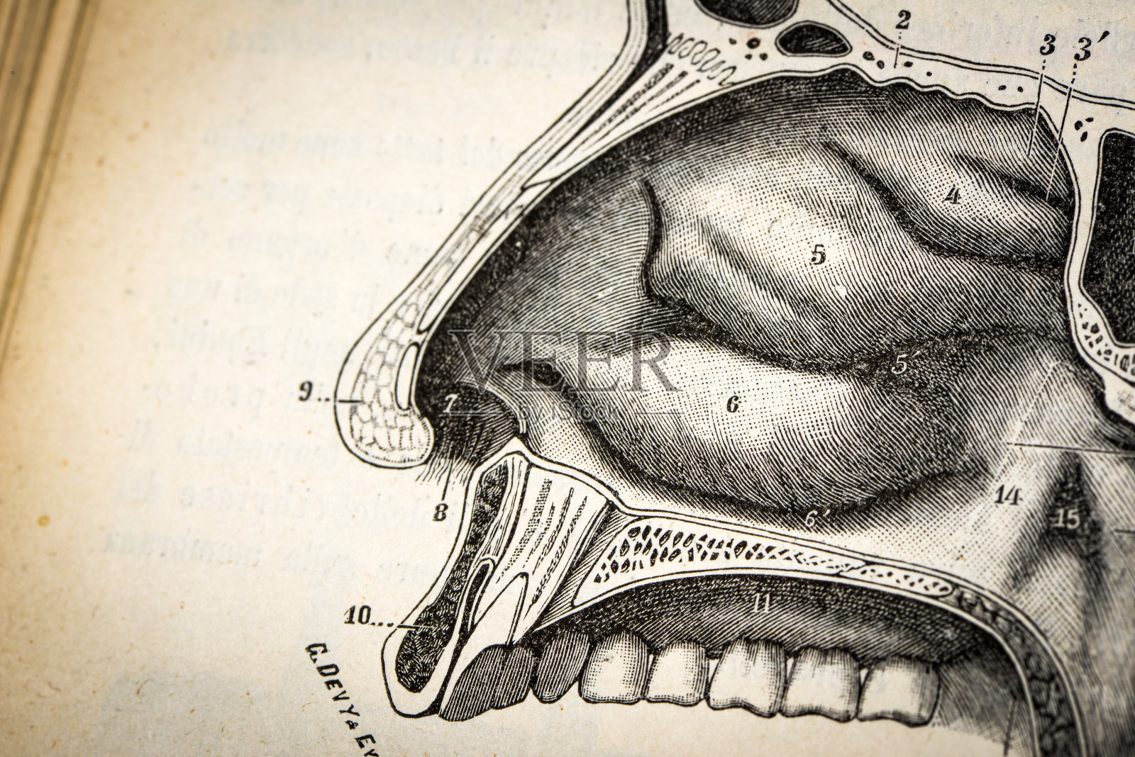 古董医学科学插图高分辨率:鼻子部分插画图片素材