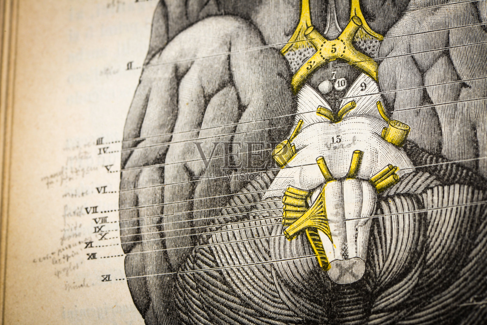 古董医学科学插图高分辨率:大脑插画图片素材