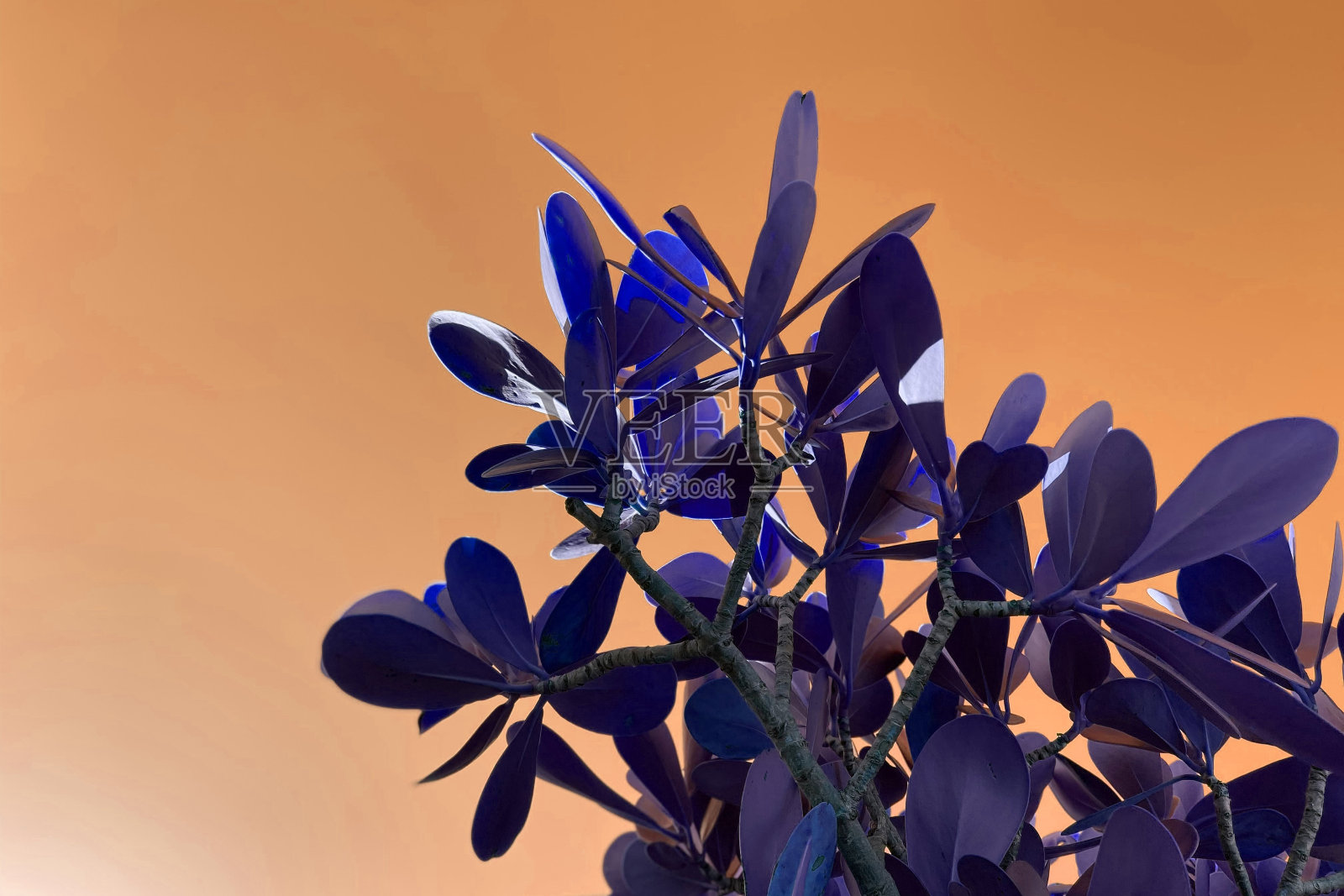 不同寻常的彩色热带树叶在树枝纹理，新鲜的花卉背景照片摄影图片