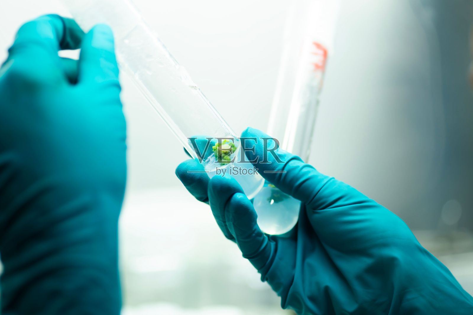 实验室植物组织培养照片摄影图片