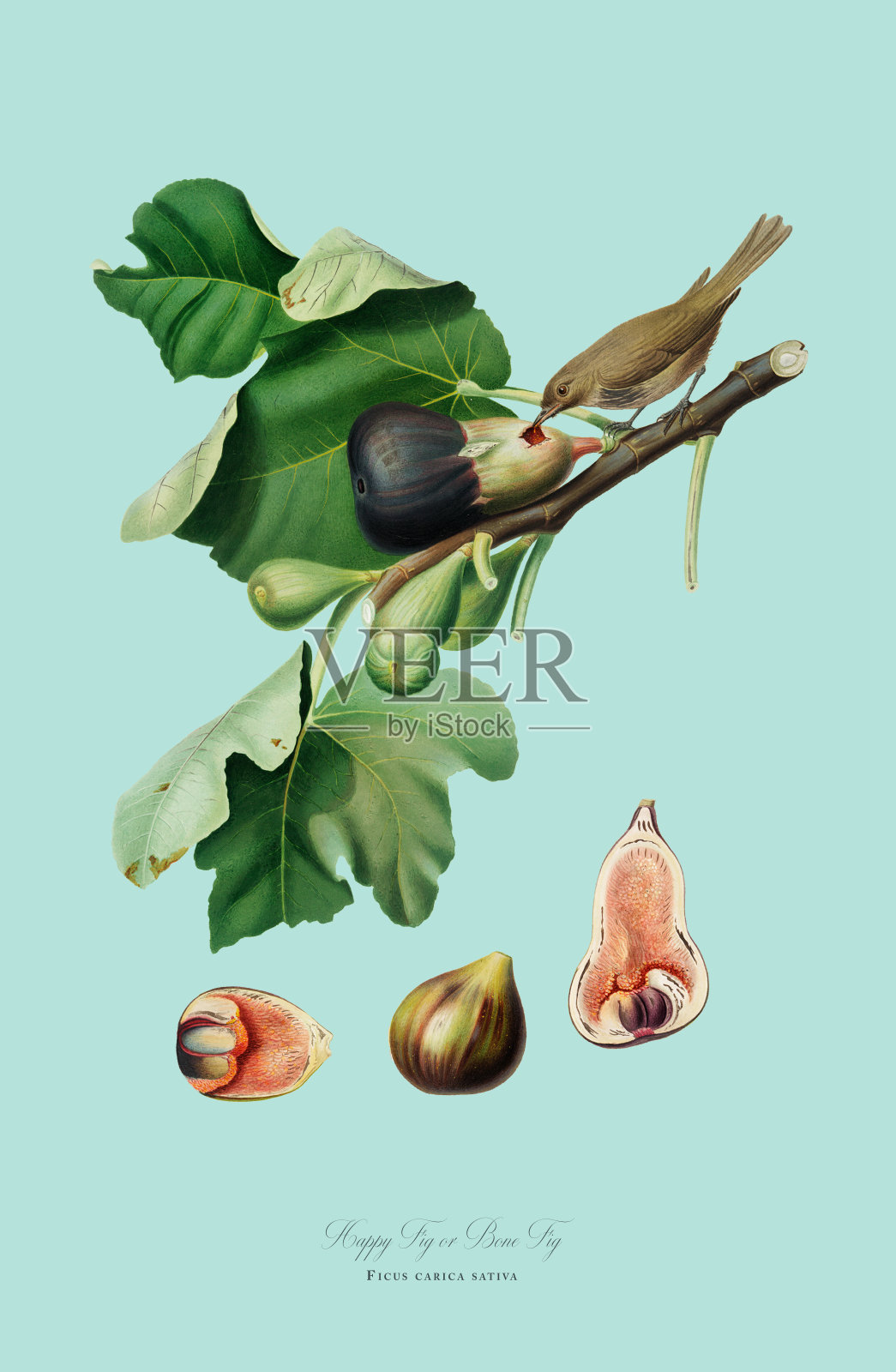 古董插图，无花果，快乐的无花果，无花果，植物插图，大约1817年插画图片素材