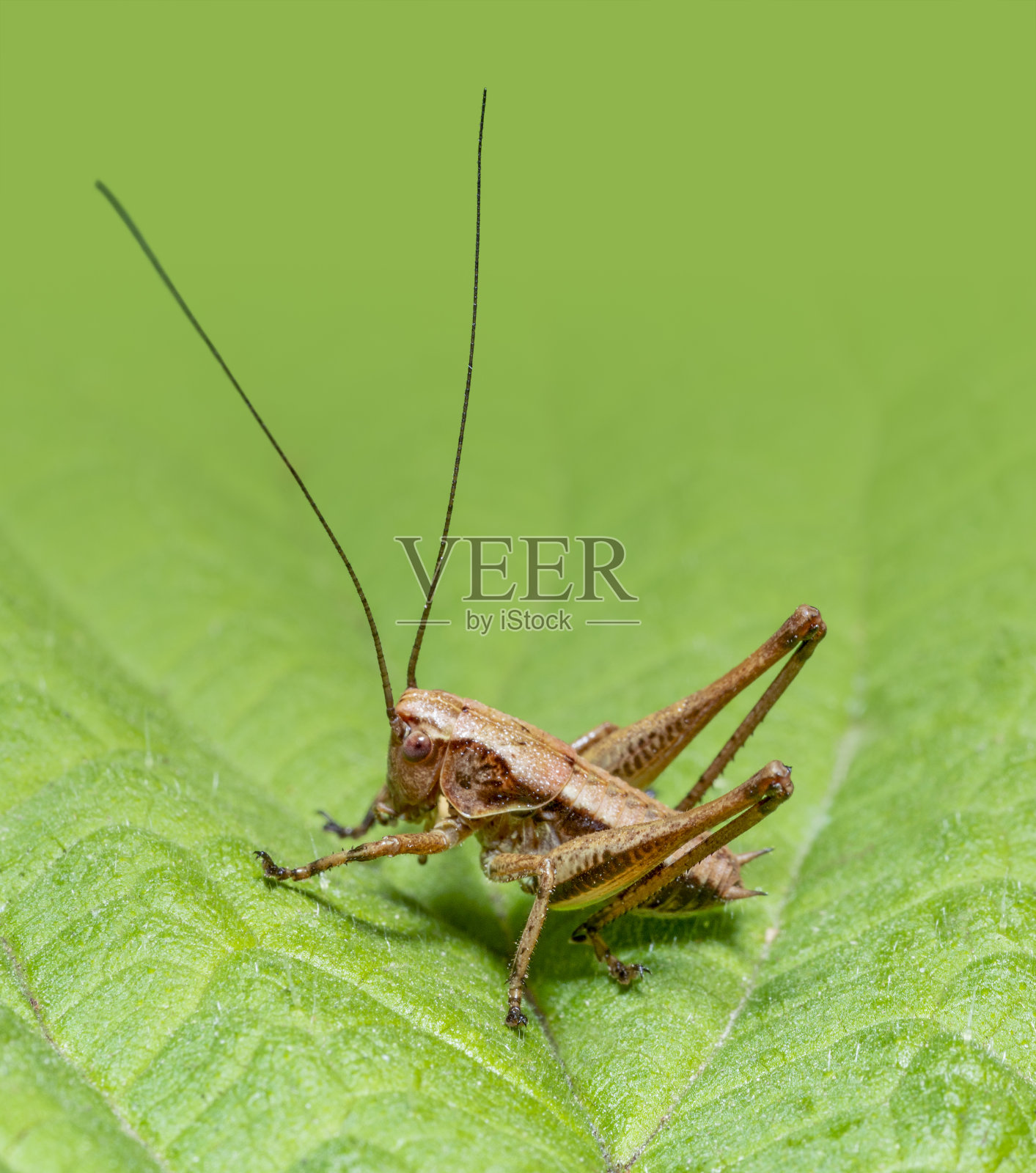 黑蟋蟀照片摄影图片