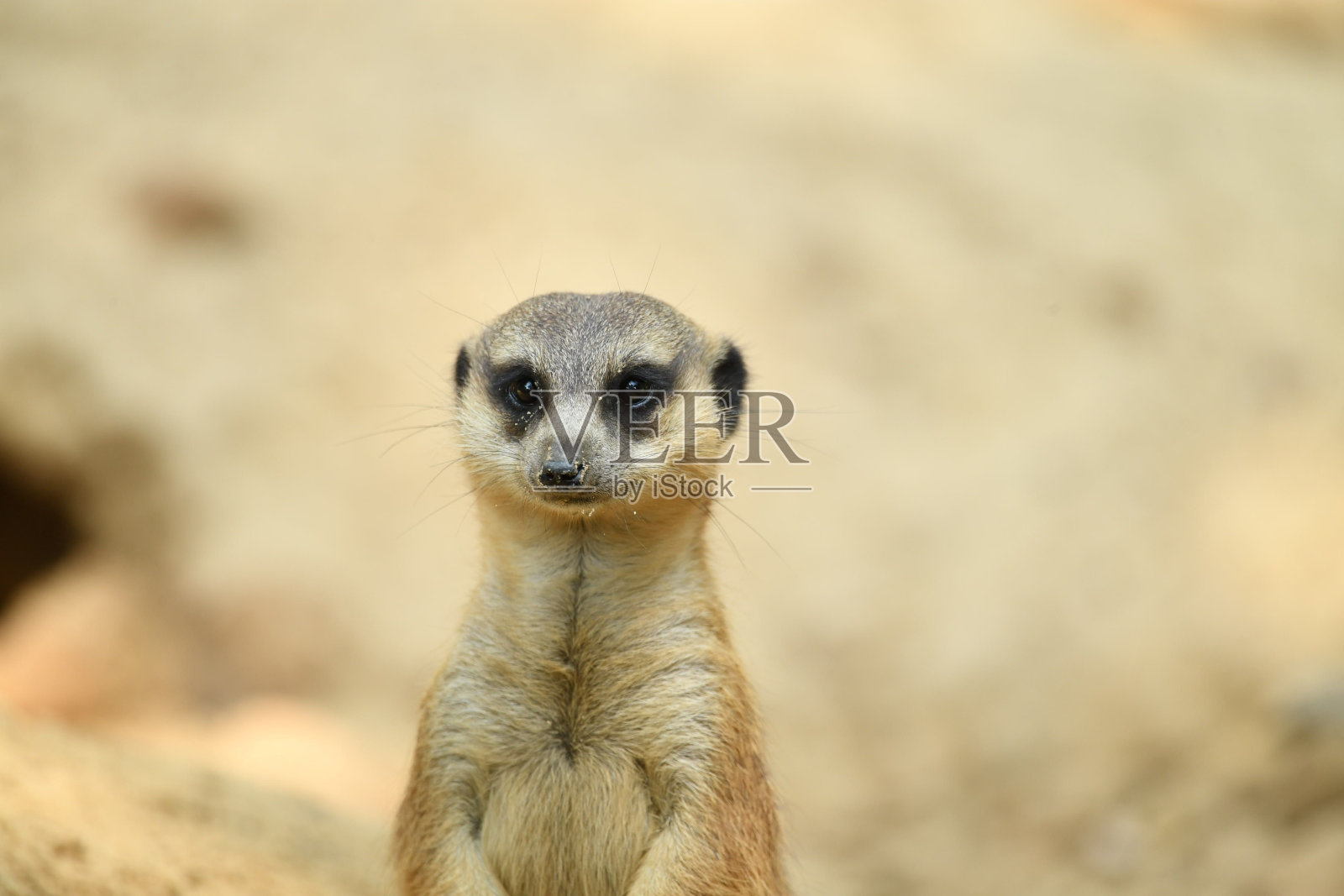 一只可爱的小动物站在泥土上照片摄影图片