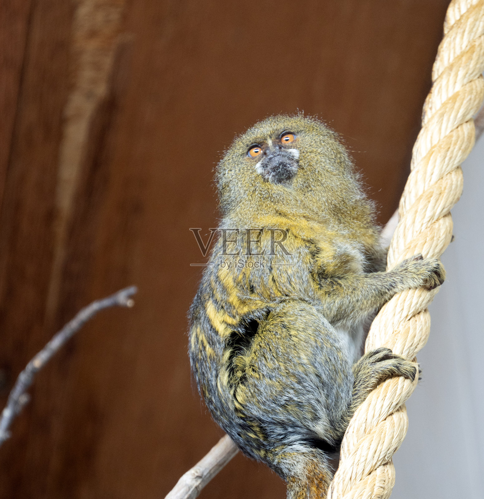手指的猴子照片摄影图片