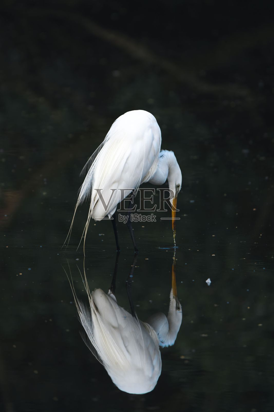 池塘里白鹭的特写照片摄影图片