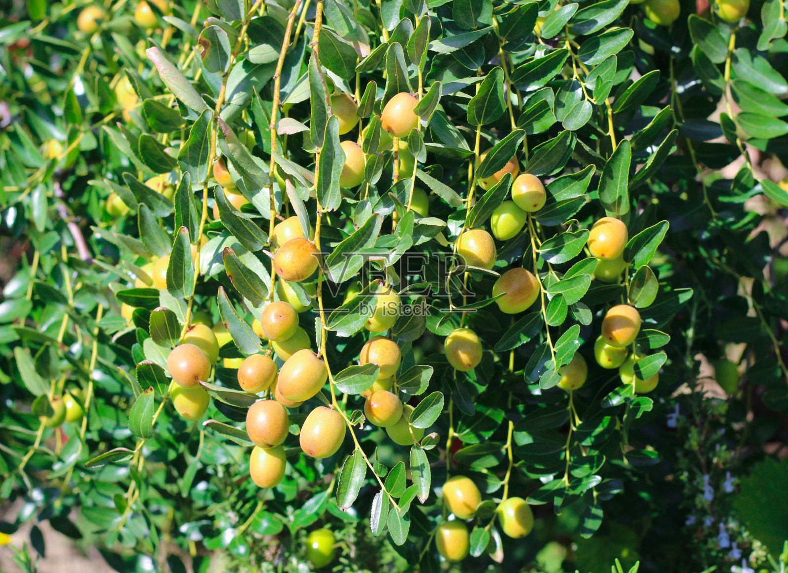 枣子照片摄影图片