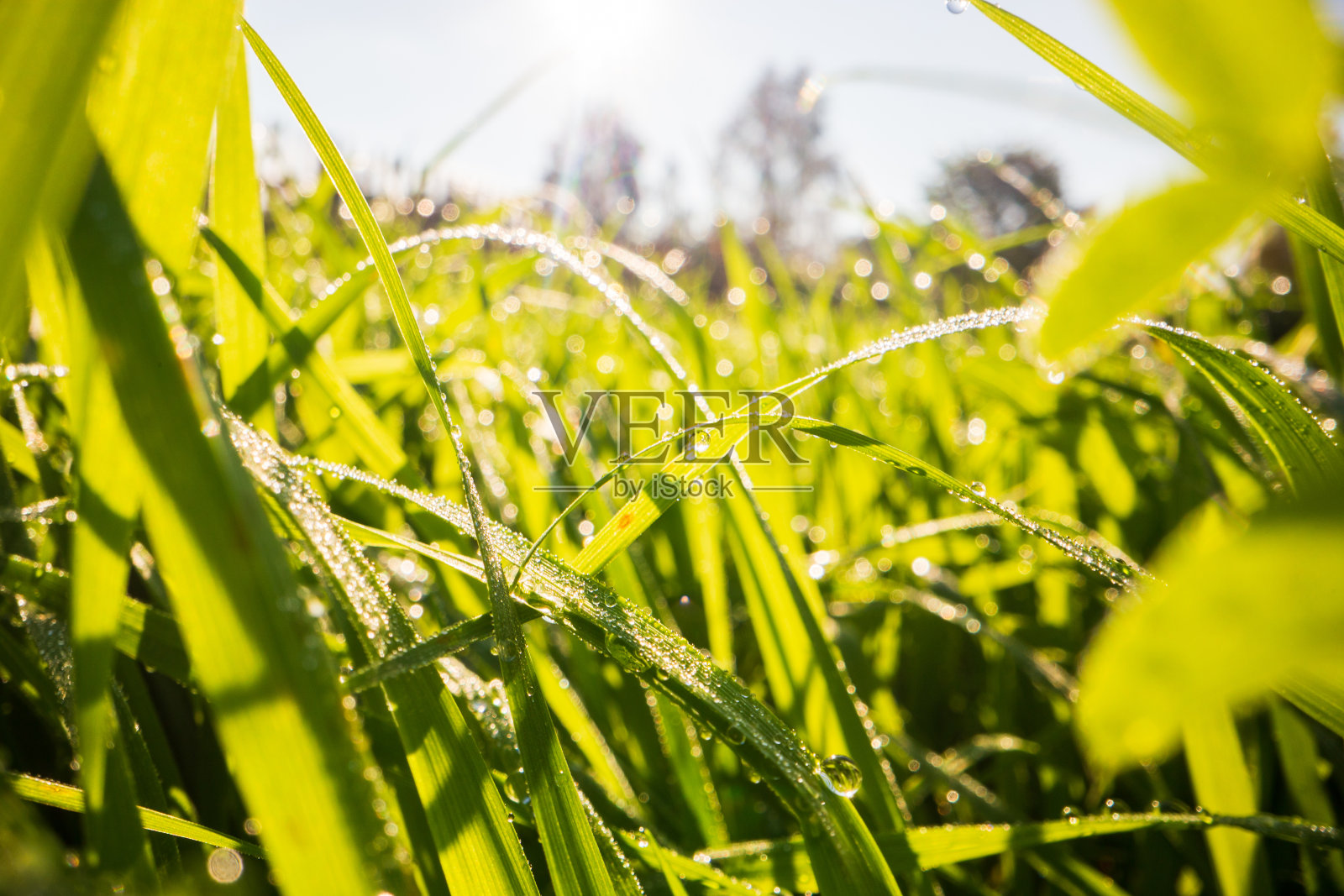在柔和的晨光中，郁郁葱葱的未修剪的绿草与露水的特写。优美的自然乡村景观，适合自然主题的设计和项目照片摄影图片