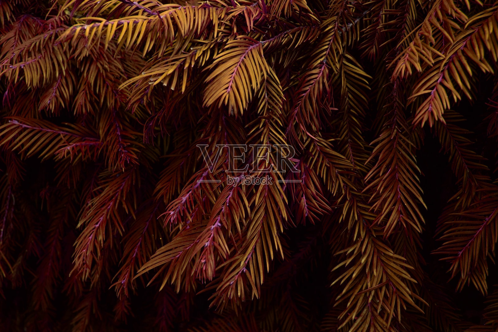 五颜六色的云杉树枝纹理，不寻常的花卉背景照片摄影图片