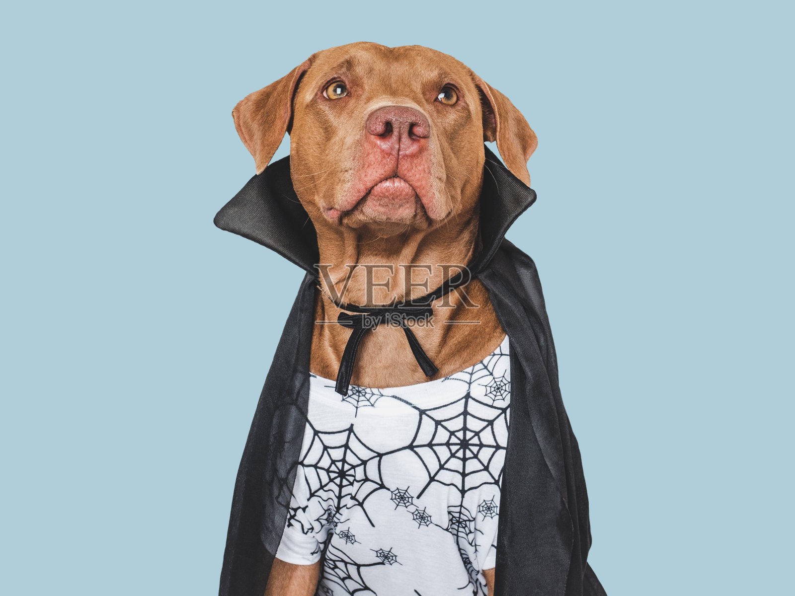 万圣节快乐。可爱的狗和德古拉伯爵的服装。照片摄影图片