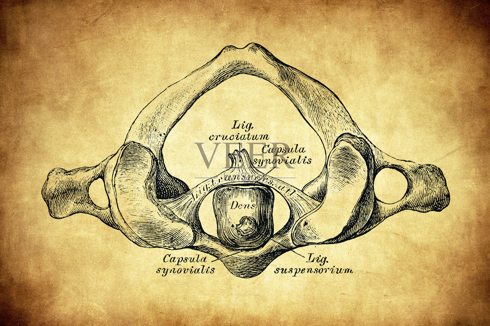 Atlas和Epistropheus之间的韧带，从上面看插画图片素材