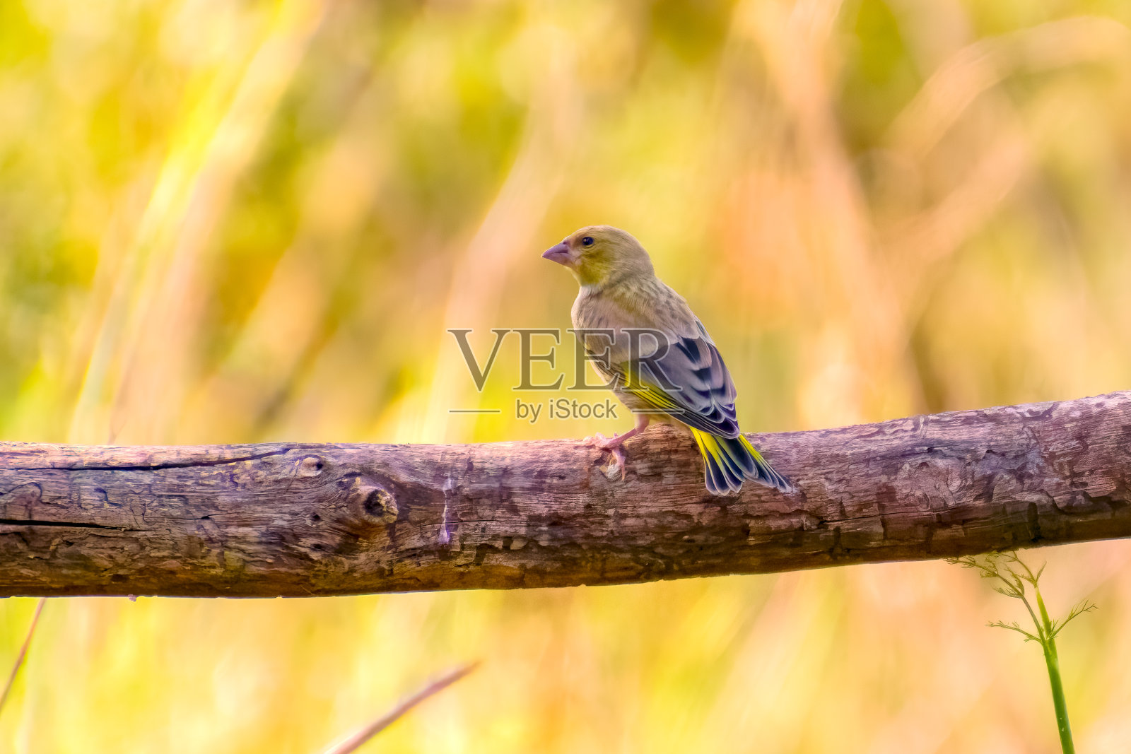 春天里歌唱的色彩鲜艳的绿雀照片摄影图片