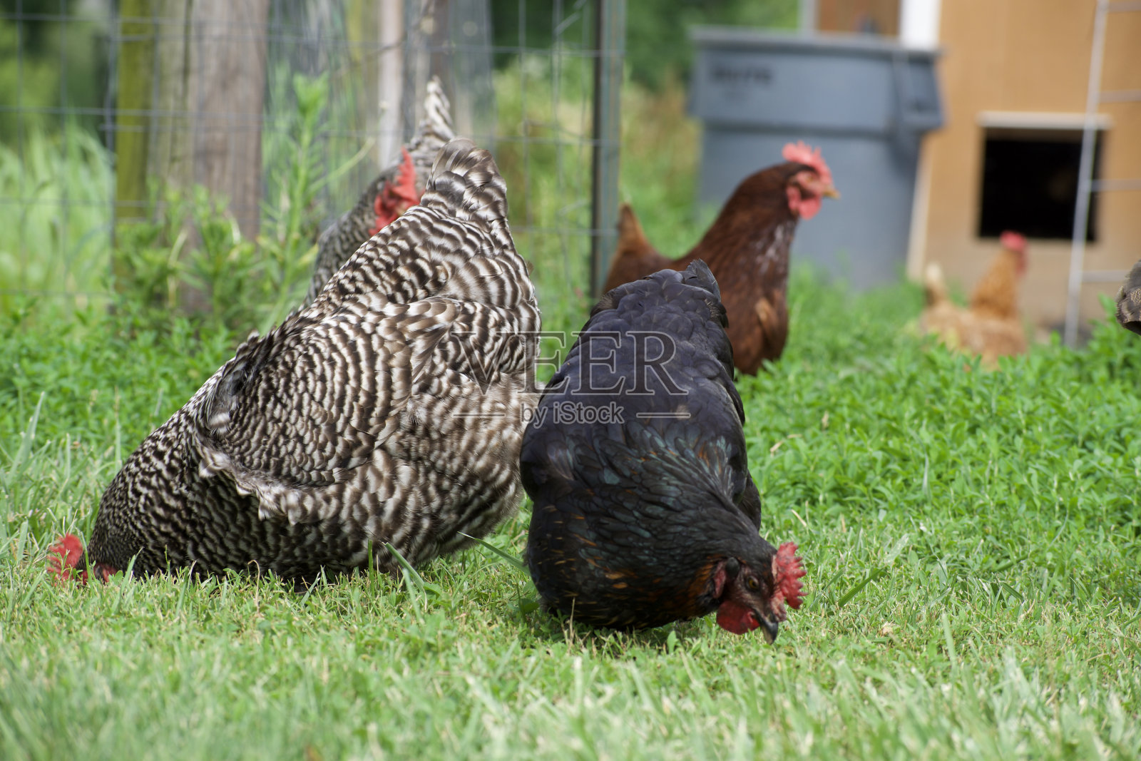 鸡在啄地面照片摄影图片
