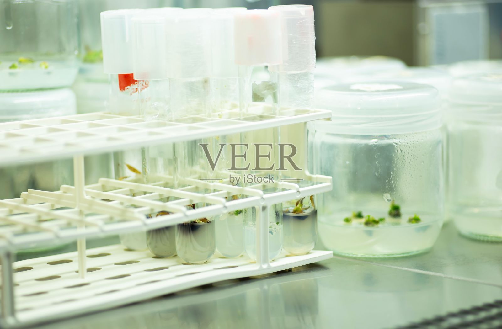 充满活力的实验室环境，玻璃罐里的植物排列在金属架子上照片摄影图片