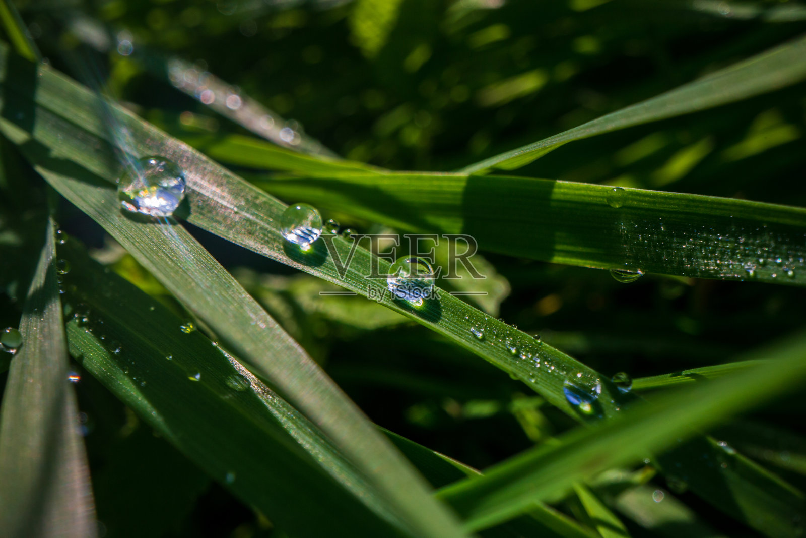 在柔和的晨光中，郁郁葱葱的未修剪的绿草与露水的特写。优美的自然乡村景观，适合自然主题的设计和项目照片摄影图片