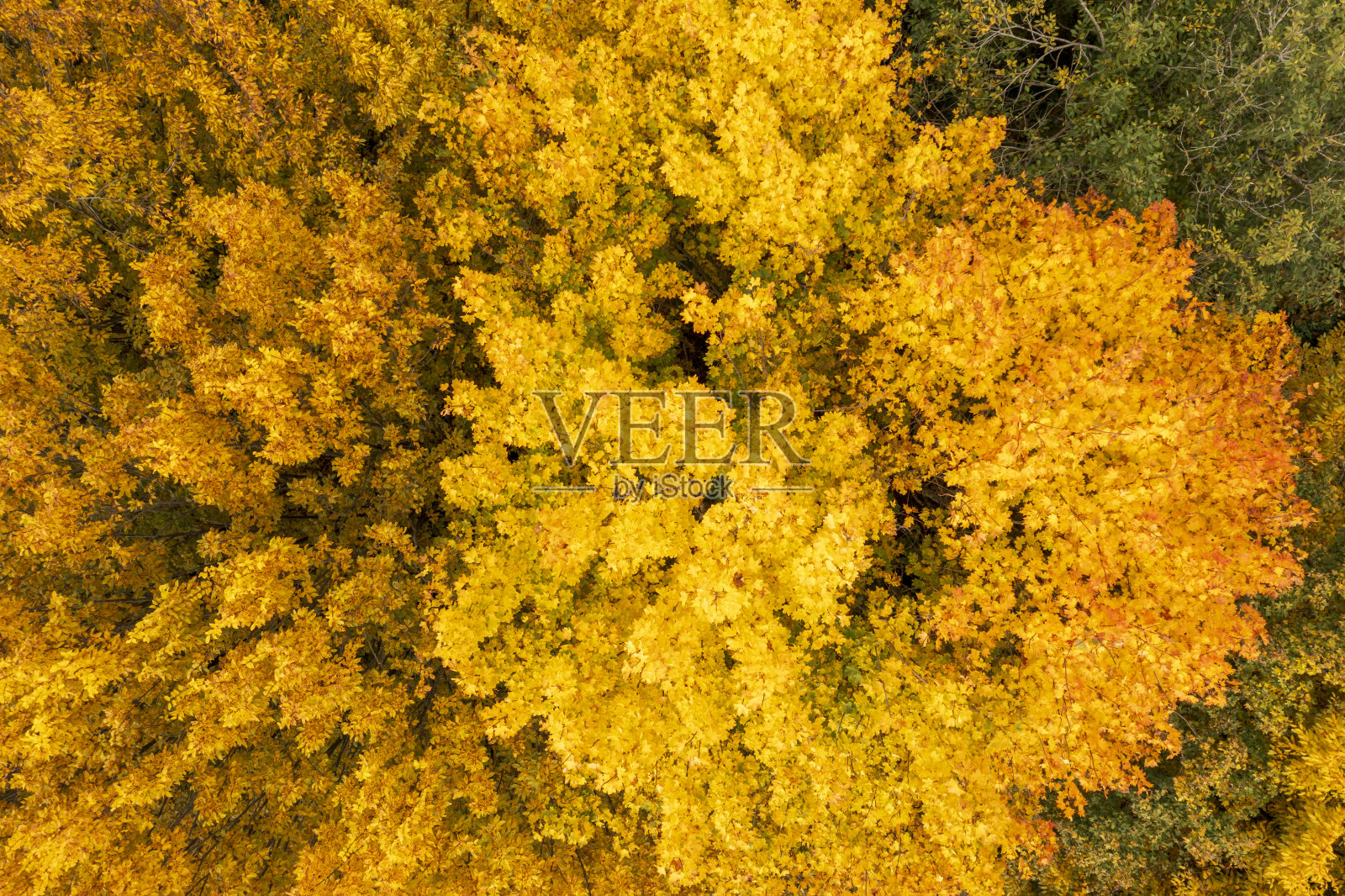 秋天的树木，俯视的景色照片摄影图片