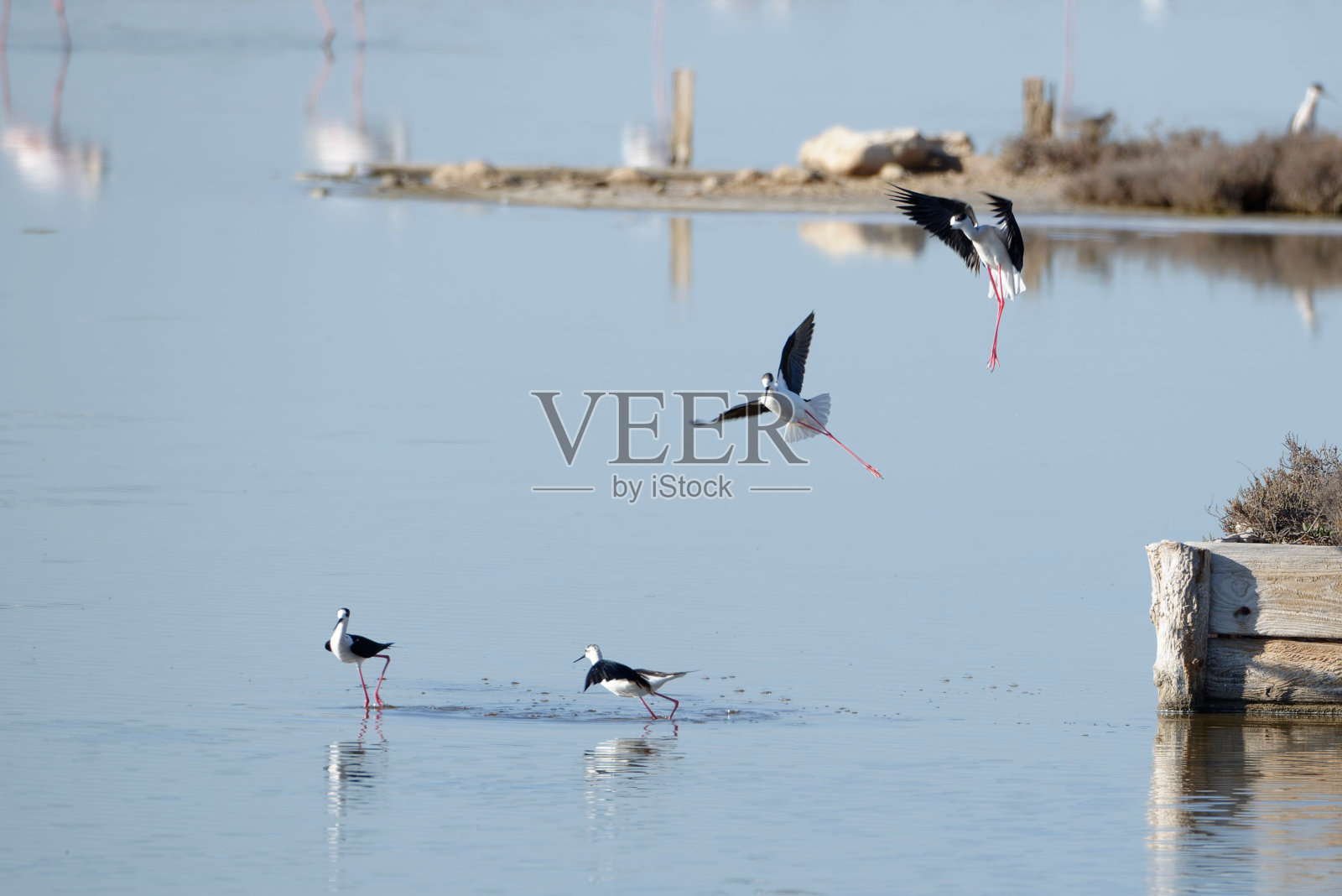 一群白鹭在宁静的湖面上飞翔，形成了一幅如画的风景照片摄影图片