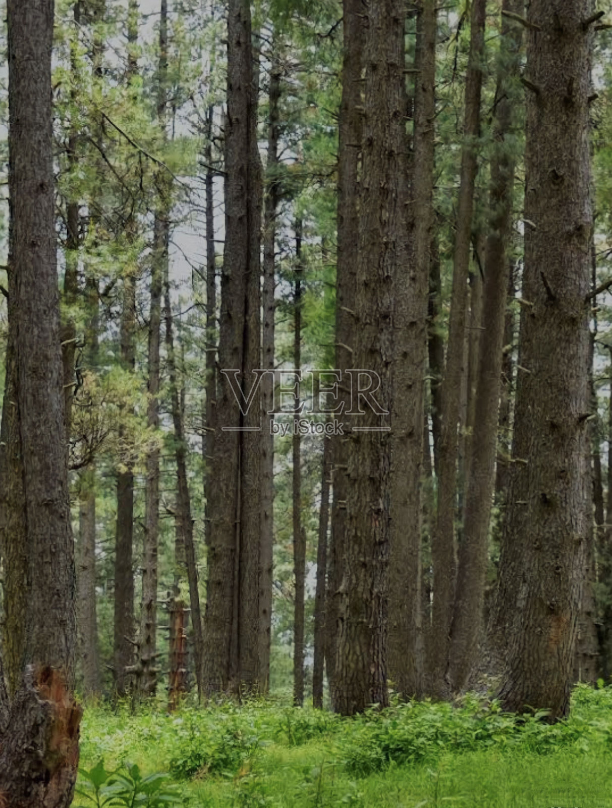 松威严照片摄影图片