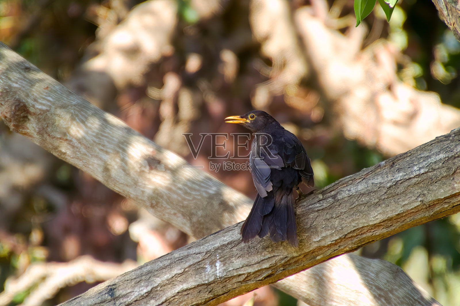蓝天下的黑鸟，高品质照片照片摄影图片