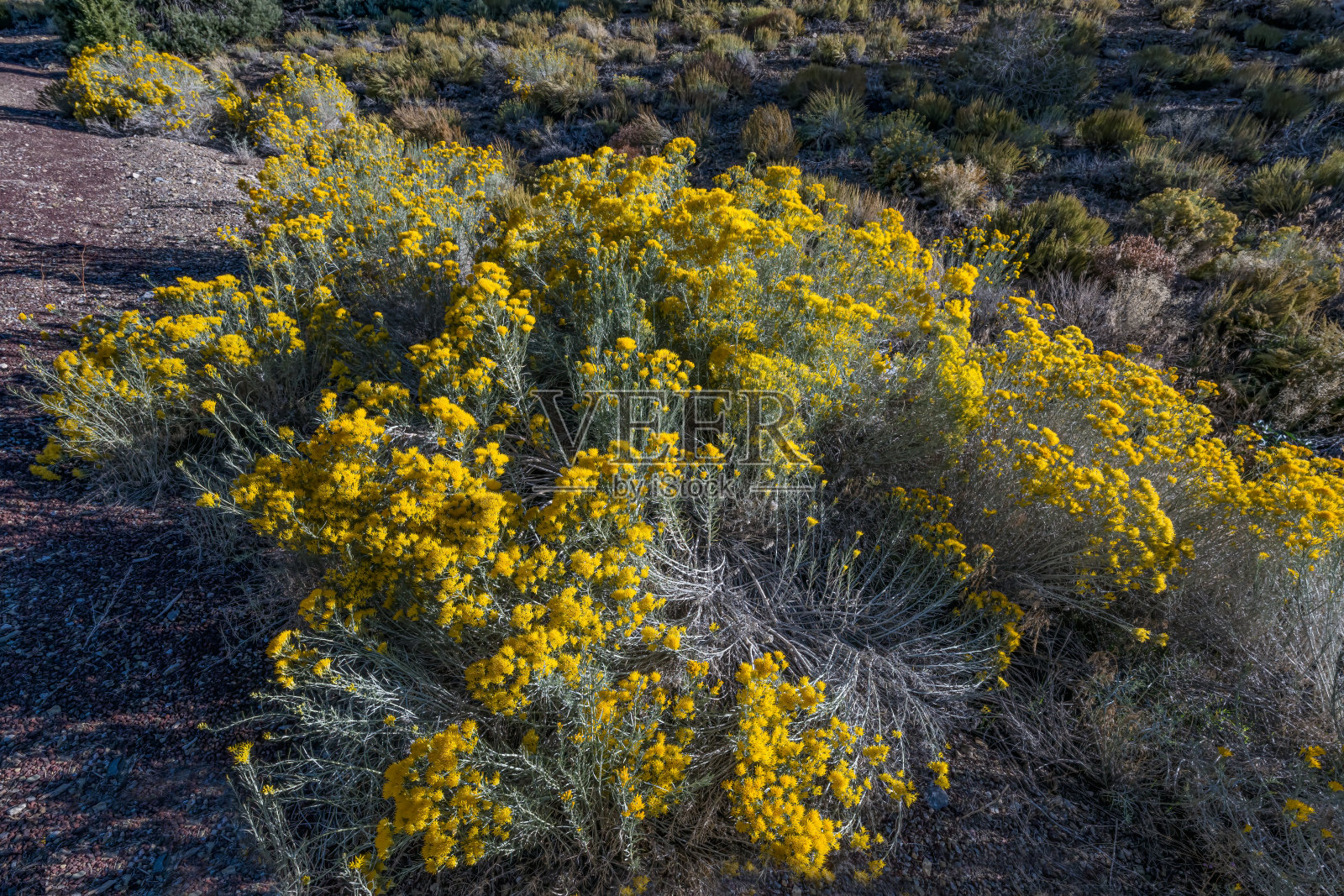 粘花黄兔(Chrysothamnus viscidiflorus)是美洲菊科灌木的一种，俗称黄兔和绿兔。生长在古狐尾松林中的植物;白色山脉;因约国家森林;阴阳清纯甜美照片摄影图片
